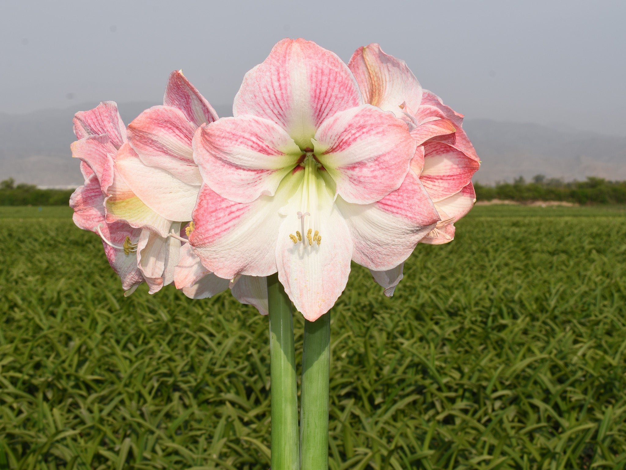 Amaryllis Cherry Blossom