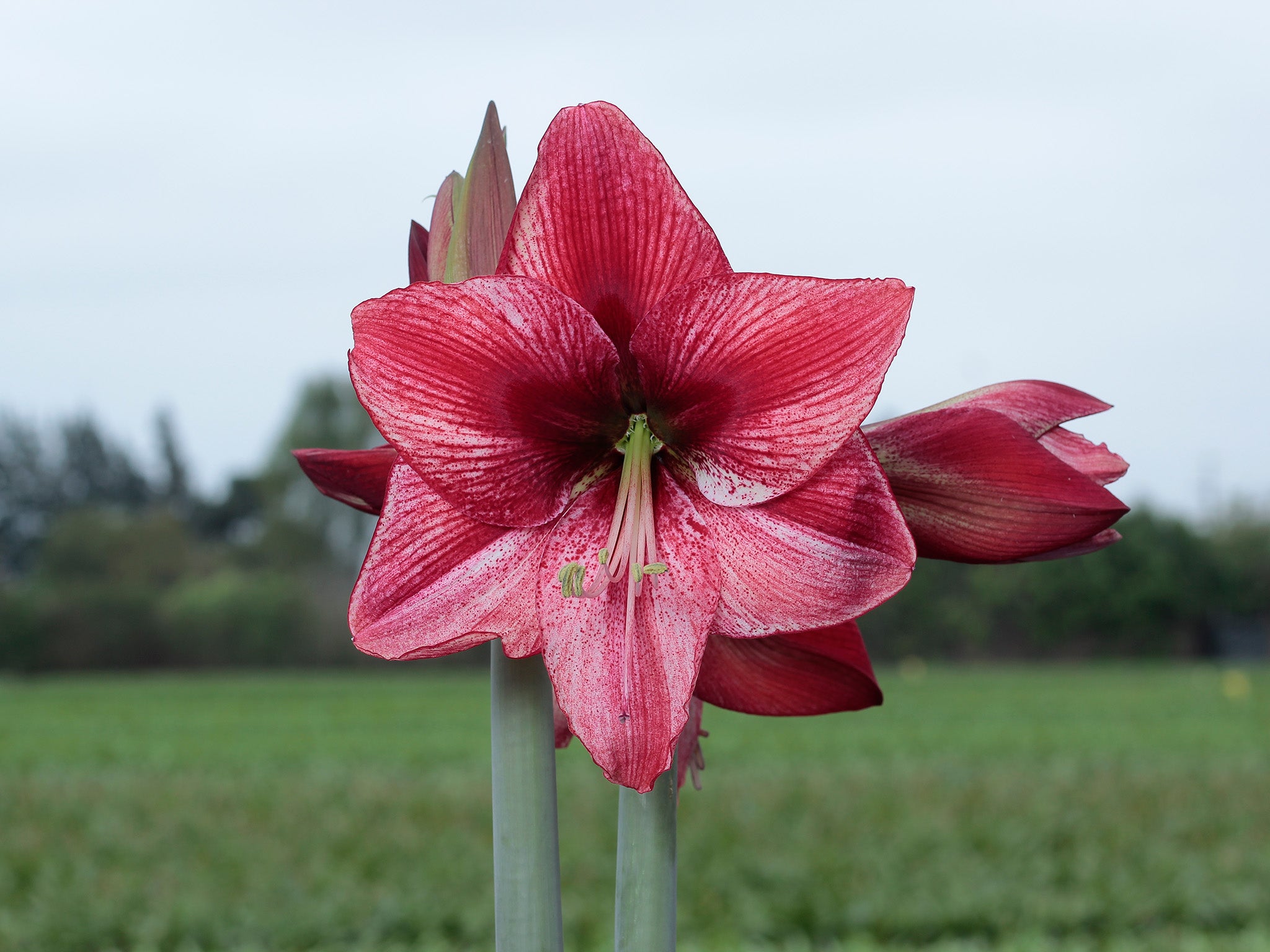 Amaryllis Revelation