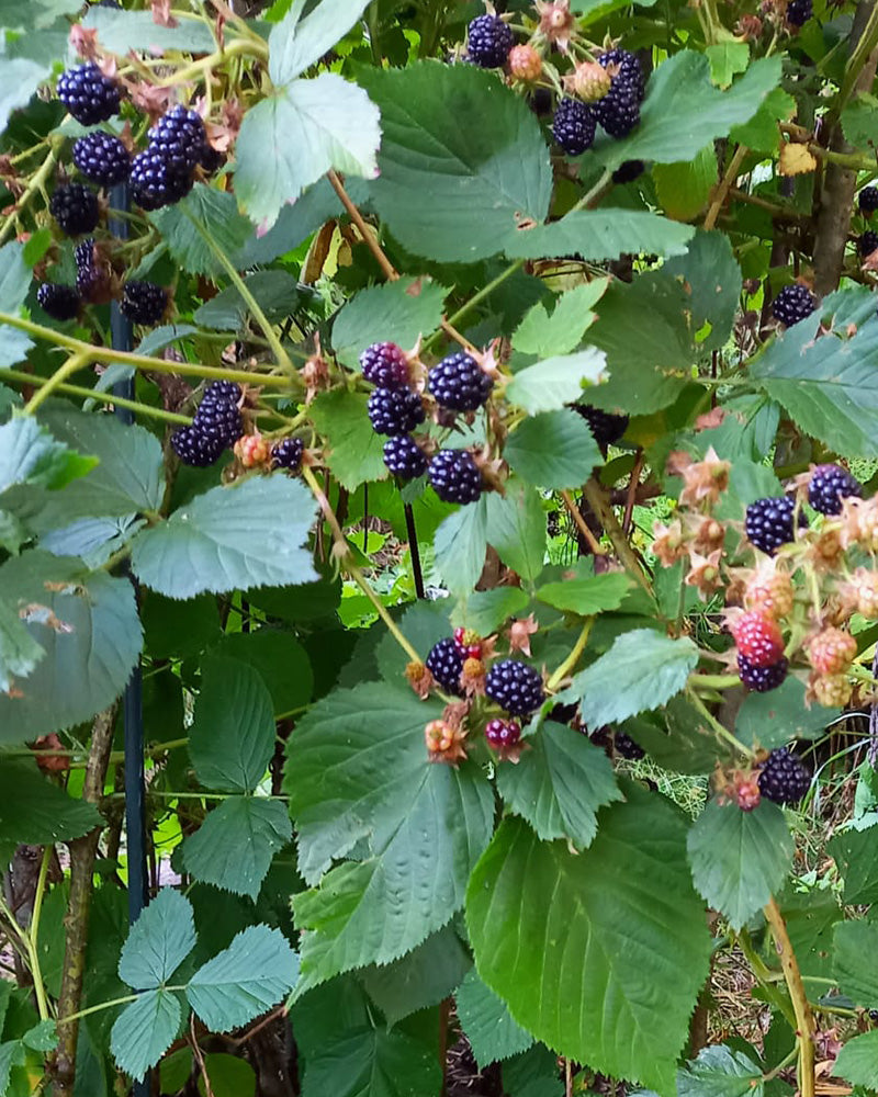 Karhunvadelma Sonja