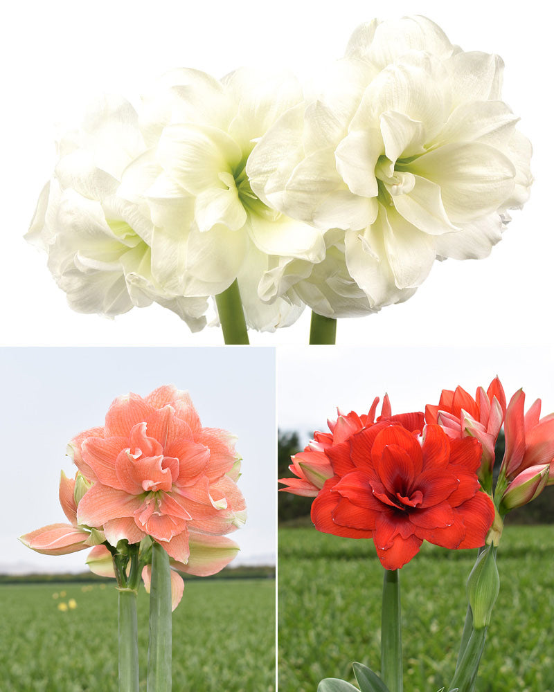 Kerrattu amaryllis mix 3 kpl