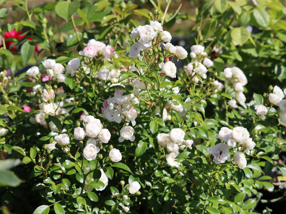 Peittoruusu White Fairy 3 kpl