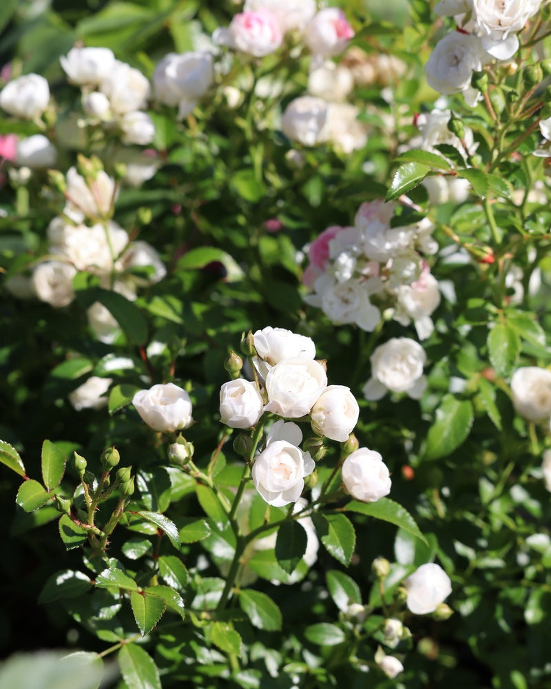 Peittoruusu White Fairy 3 kpl