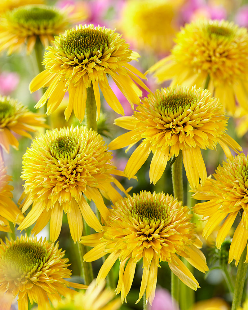 Tarhapunahattu Eccentric Yellow
