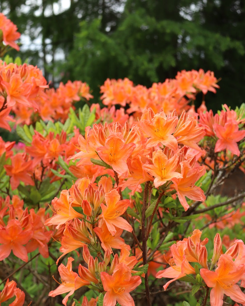 Revontuliatsalea Mandarin Lights