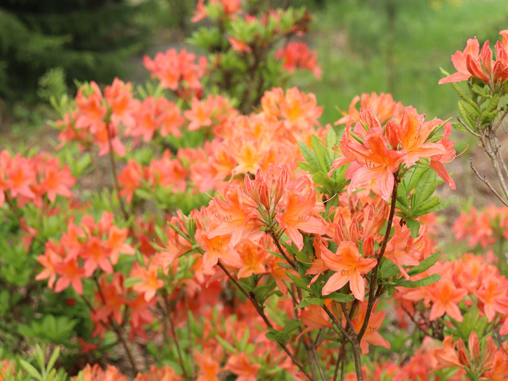 Revontuliatsalea Mandarin Lights