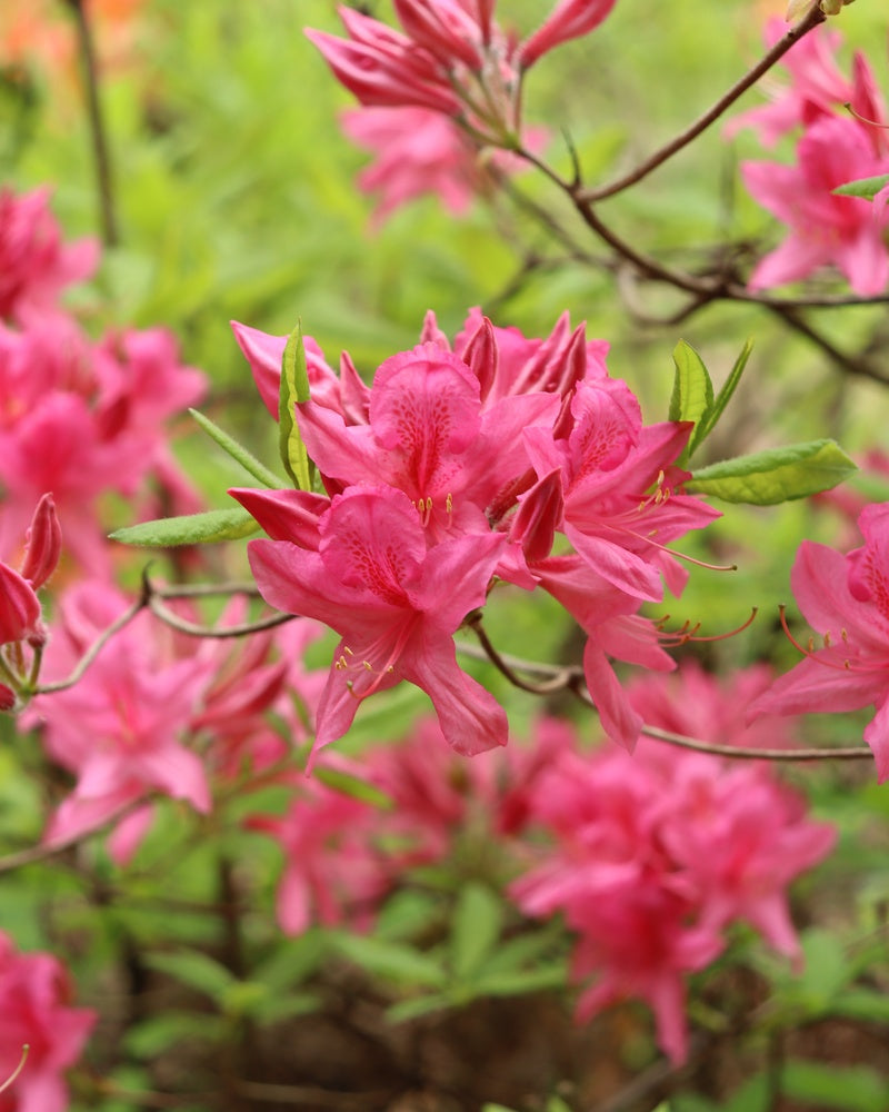Revontuliatsalea Rosy Lights