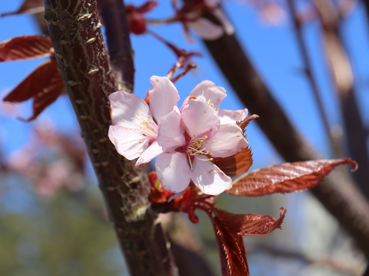 Rusokirsikka