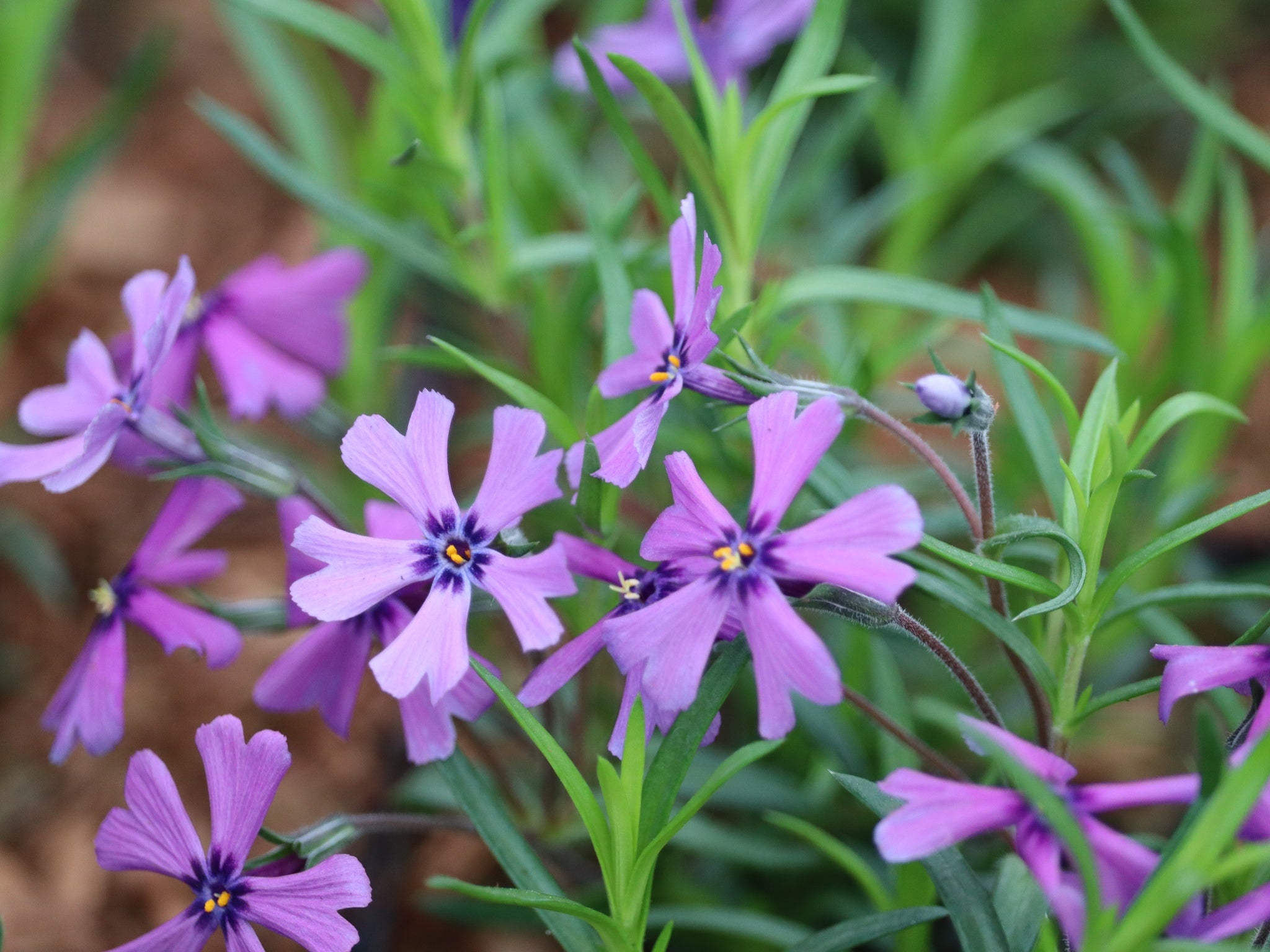Sammalleimu Purple Beauty