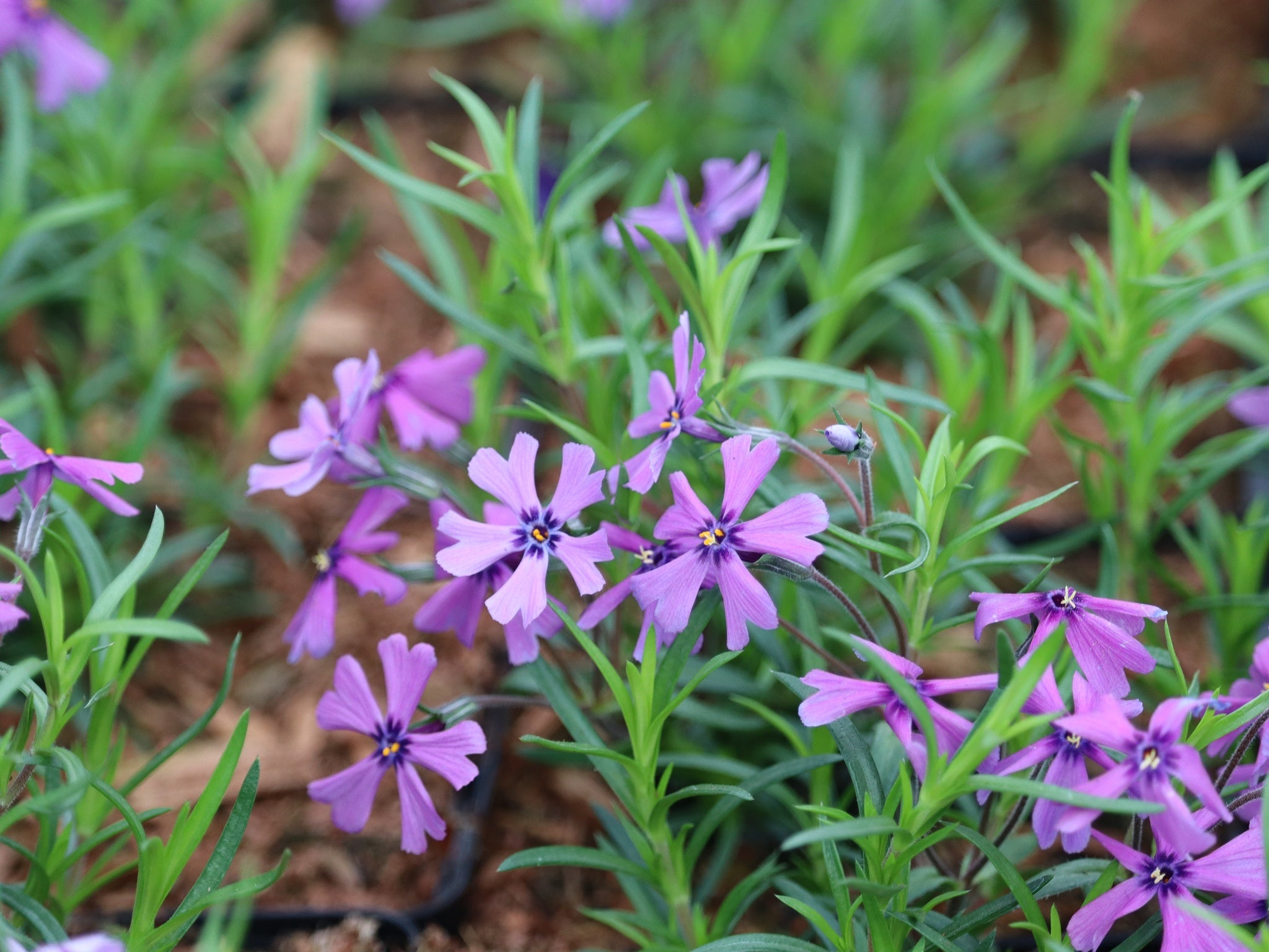 Sammalleimu Purple Beauty
