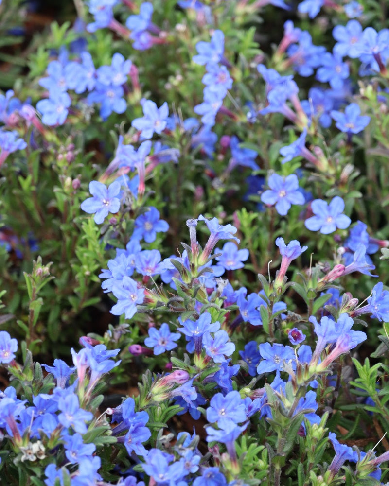 Sinilemmiö Heavenly Blue 3 kpl