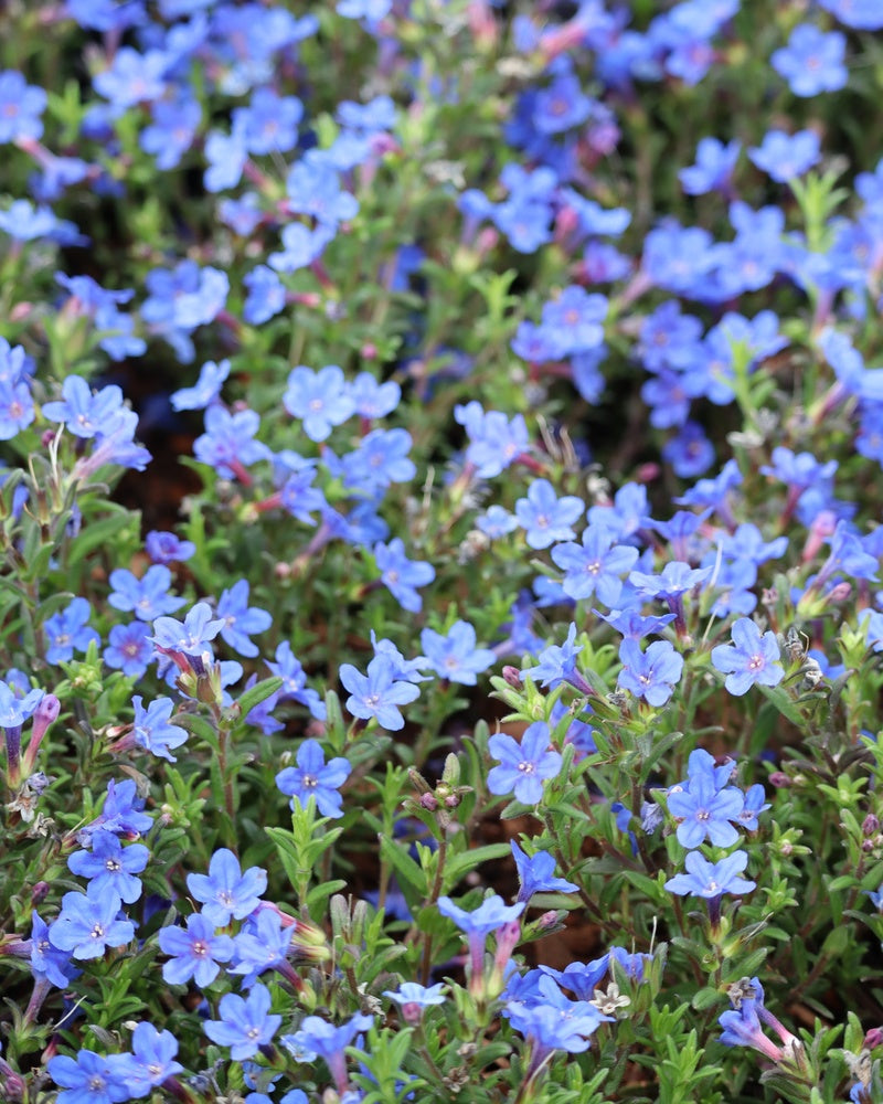Sinilemmiö Heavenly Blue 3 kpl