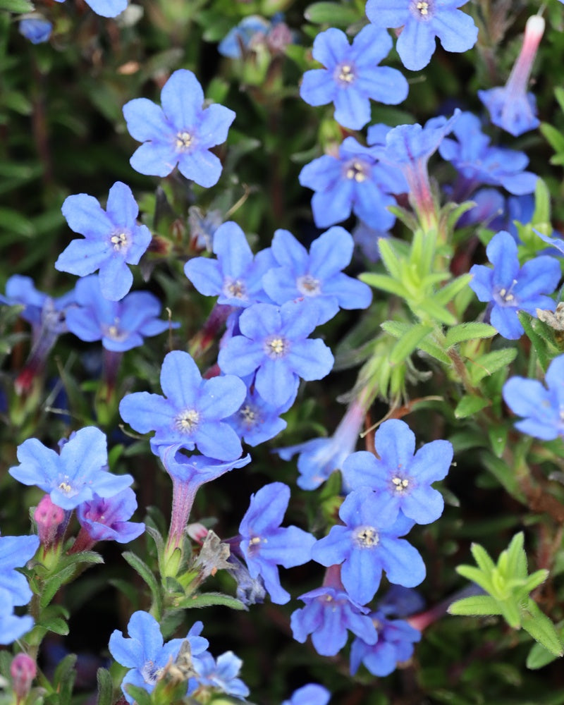 Sinilemmiö Heavenly Blue 3 kpl