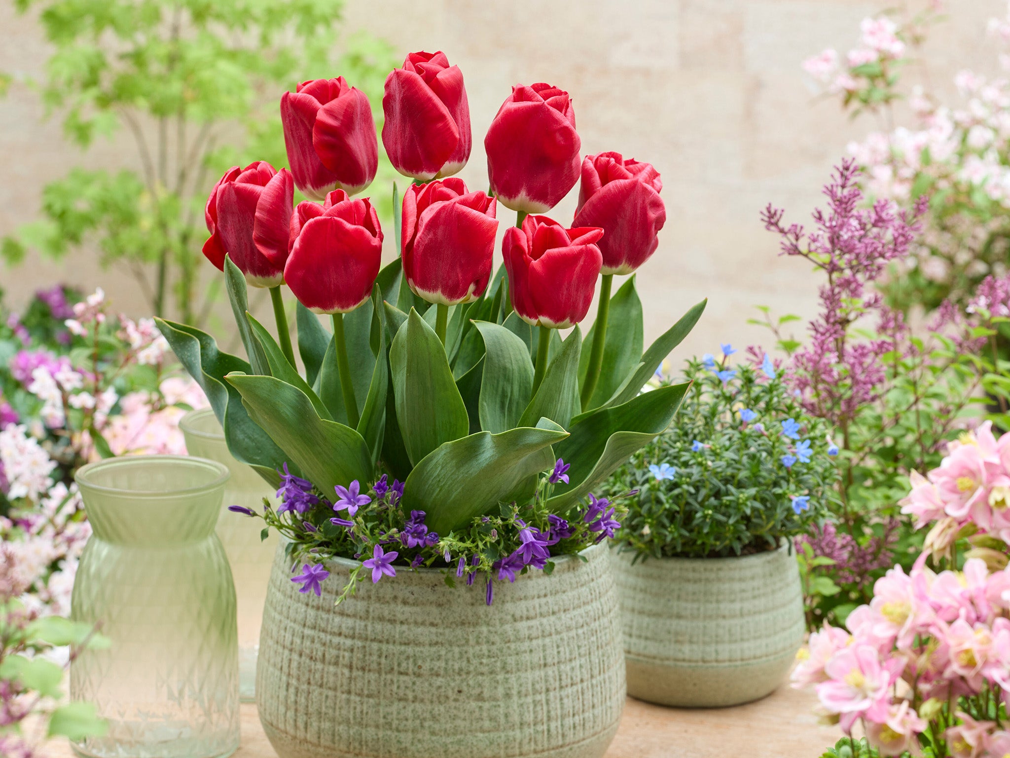 Tulppaani Calgary Red 10 kpl