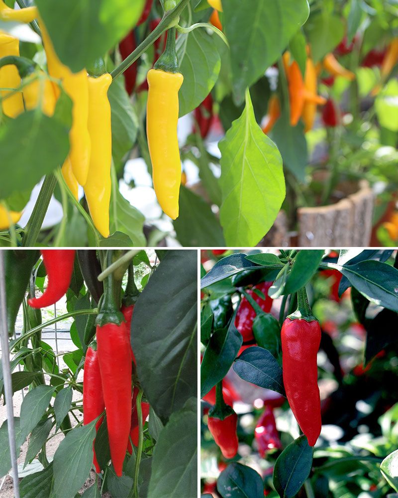 Chilipaprika mix 3 kpl