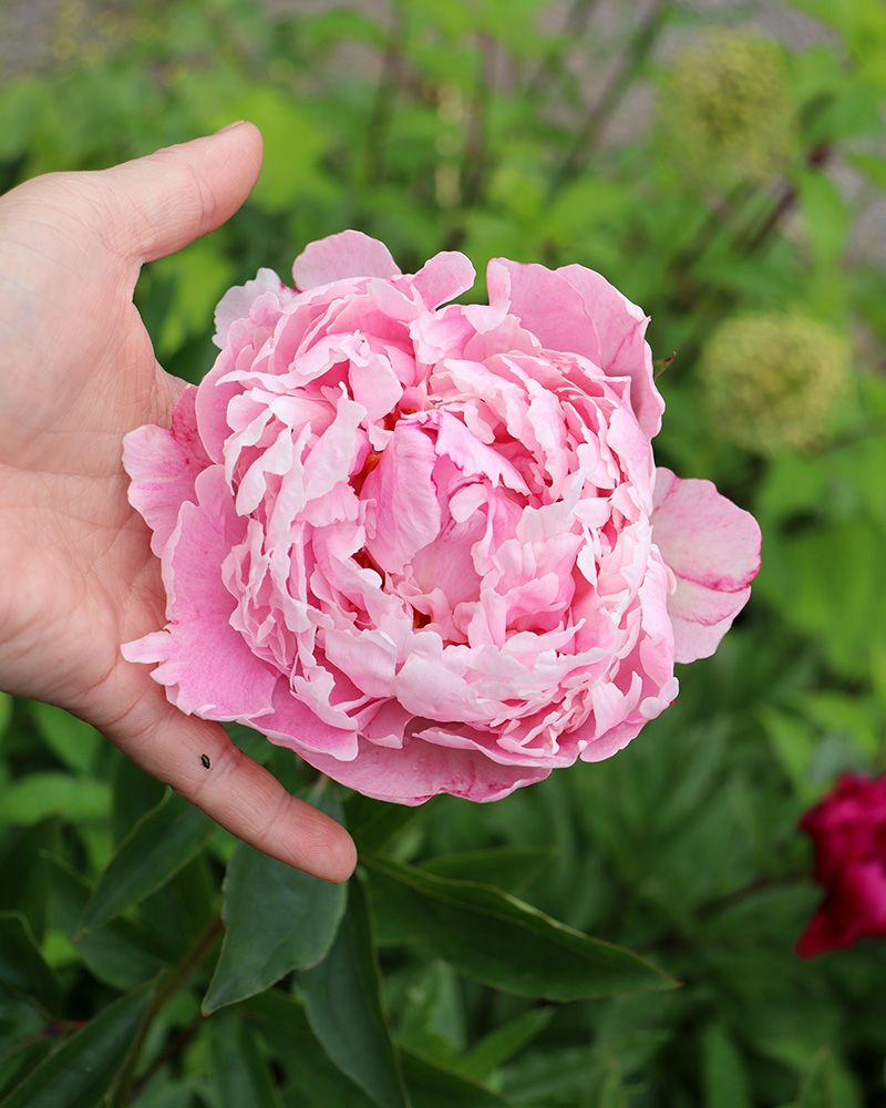 Kiinanpioni Sarah Bernhardt