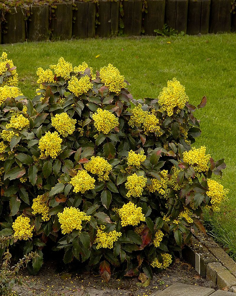 Mahonia