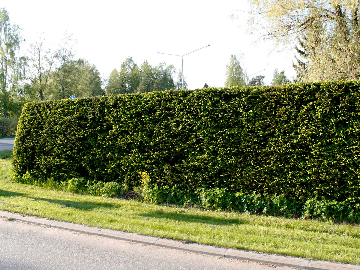 Metsäkuusen aitataimet 30 kpl