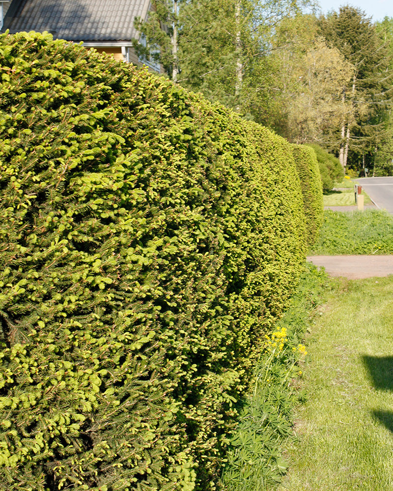 Metsäkuusen aitataimet 30 kpl