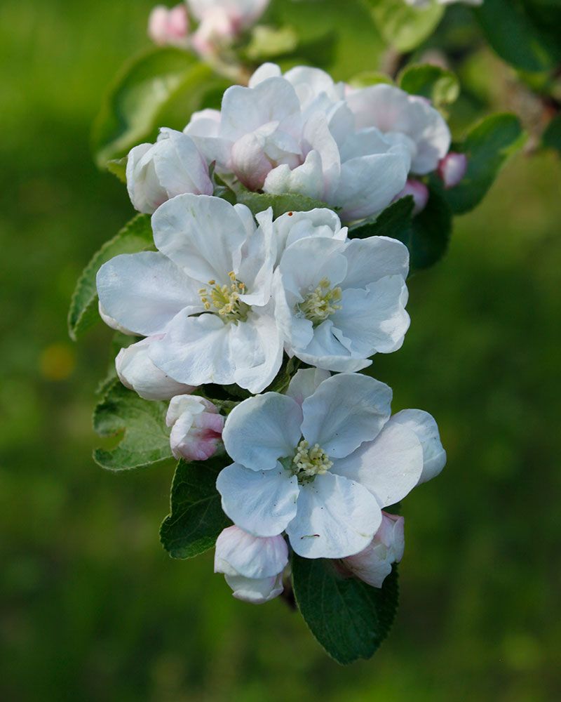 Talviomena Talvikaneli