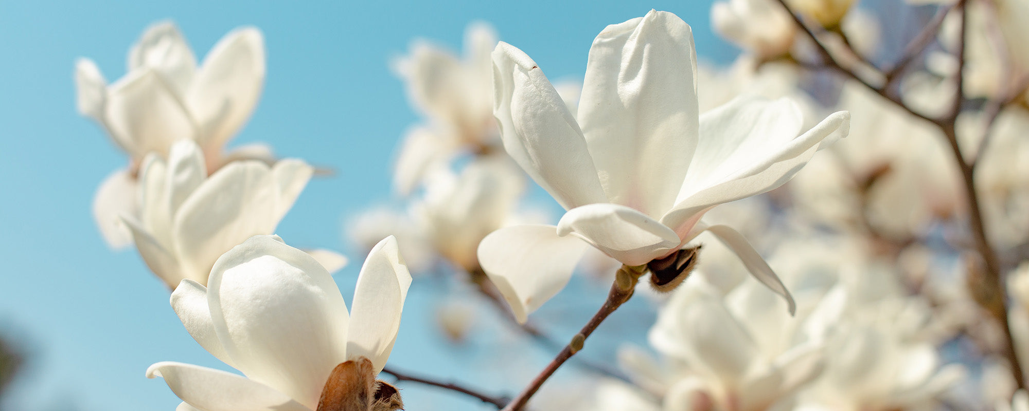 Magnoliat