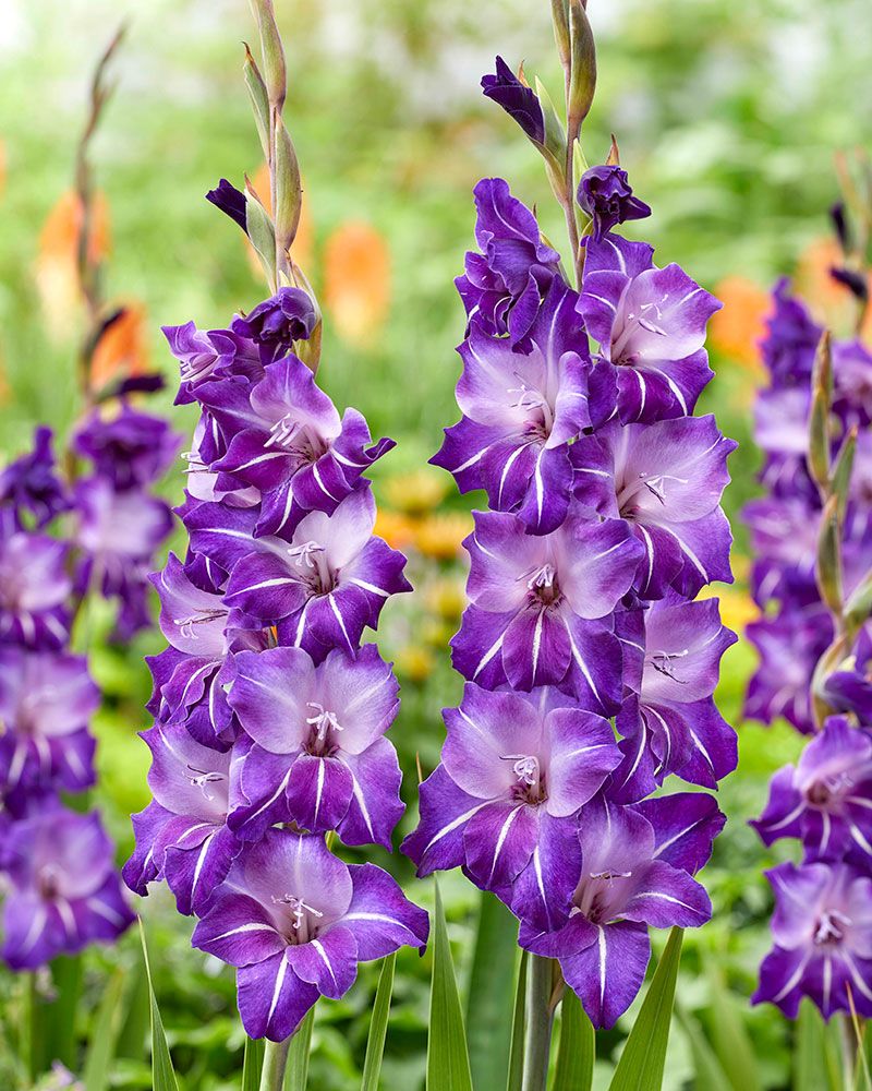 Gladiolus Hallowy 10 kpl