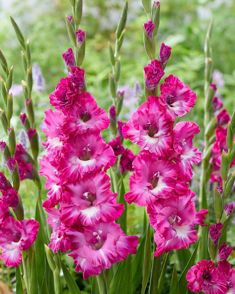 Gladiolus-lajitelma 30 kpl