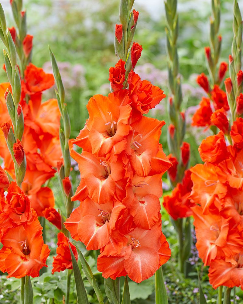 Gladiolus-lajitelma 30 kpl