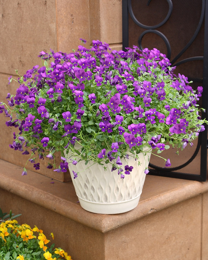 Amppeliorvokki violetti