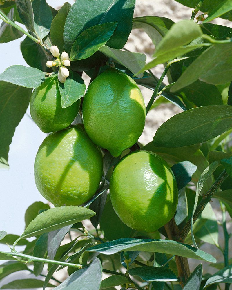 Limetti