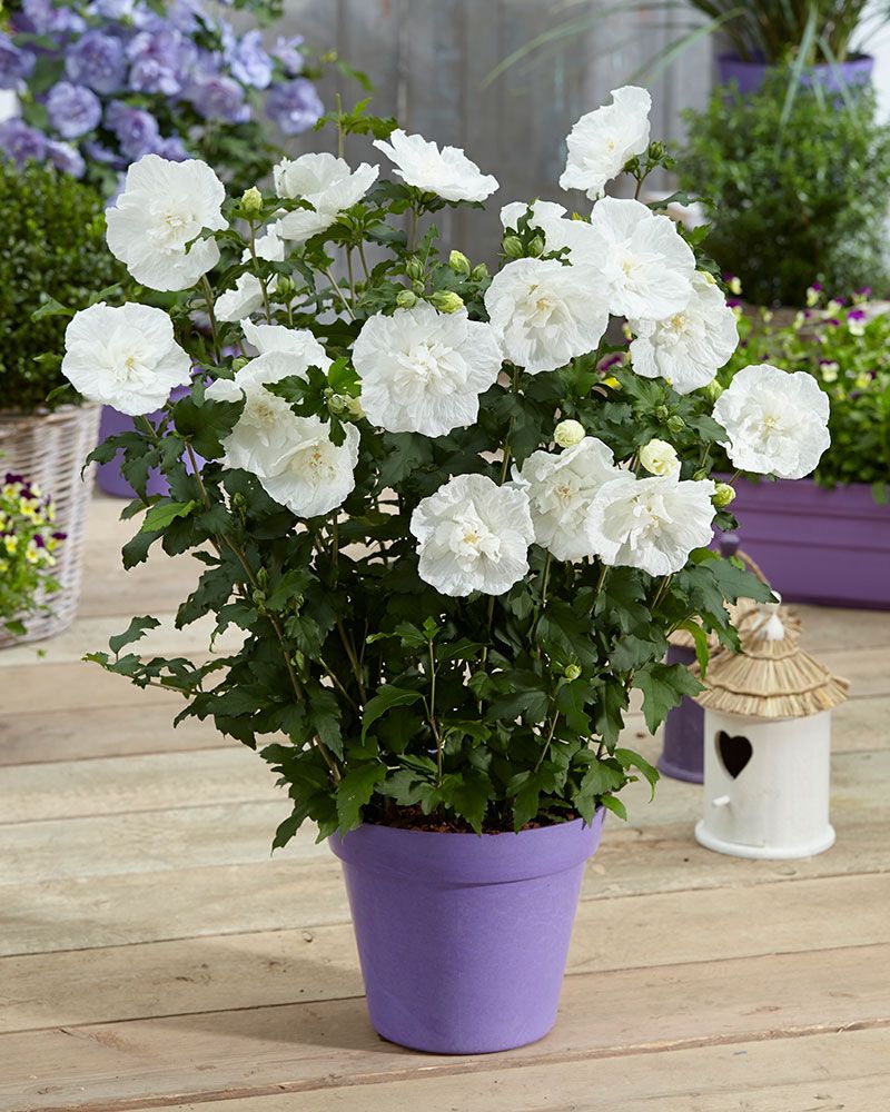 Sinihibiskus White Chiffon
