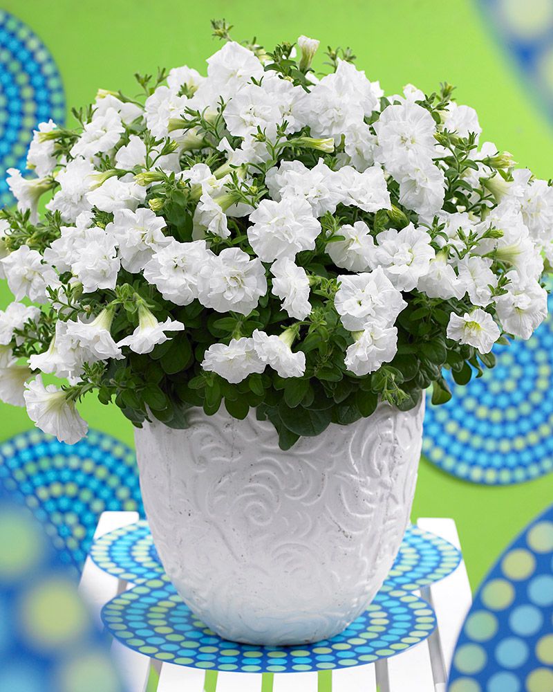 Kerrattu petunia valkoinen