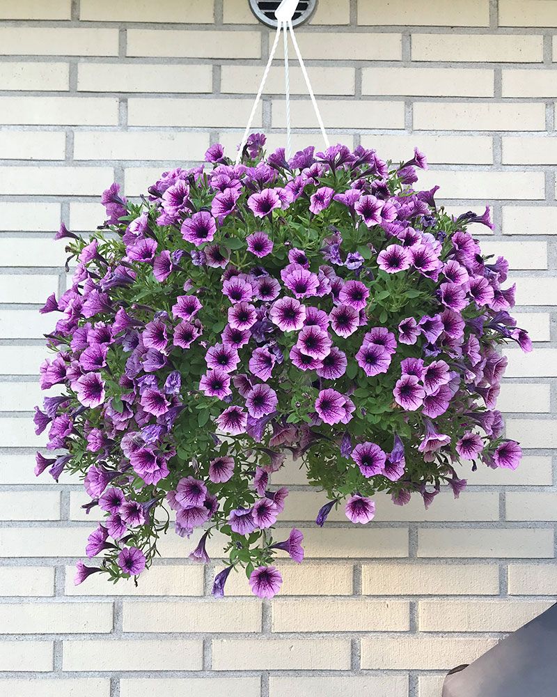 Petunia Purple Vein