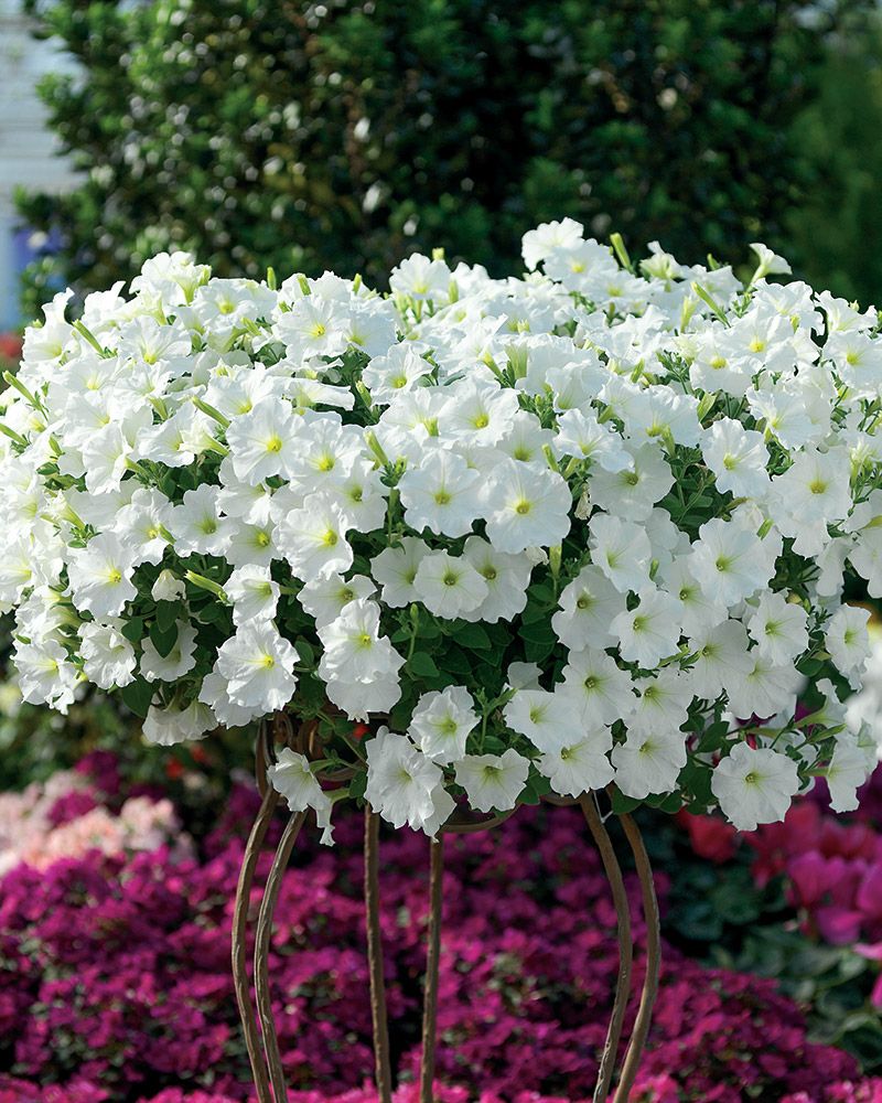 Petunia valkoinen