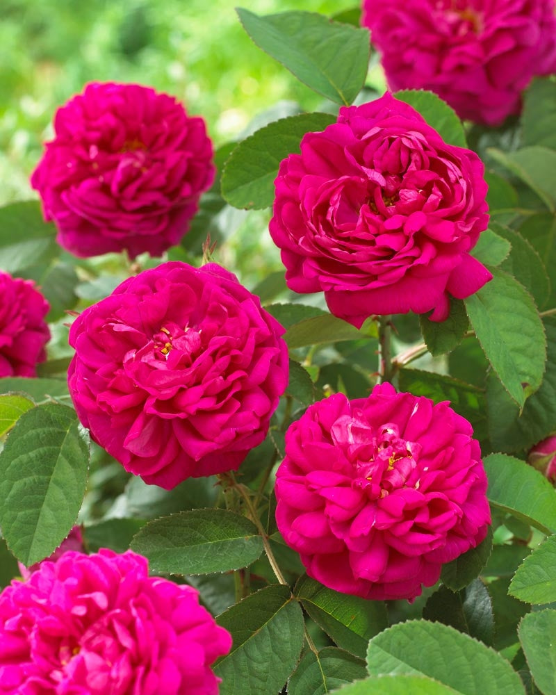 Syysdamaskonruusu Rose de Rescht
