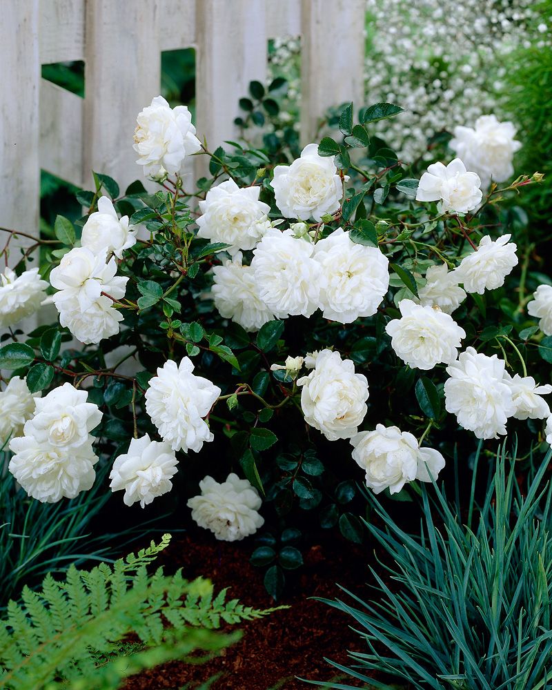 Peittoruusu White Fairy 3 kpl