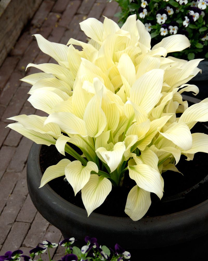 Kuunlilja White Feather 3 kpl