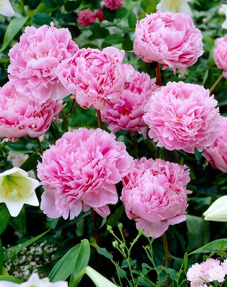Kiinanpioni Sarah Bernhardt 3 kpl