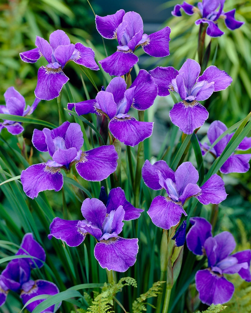 Siperiankurjenmiekka Silver Edge 5 kpl