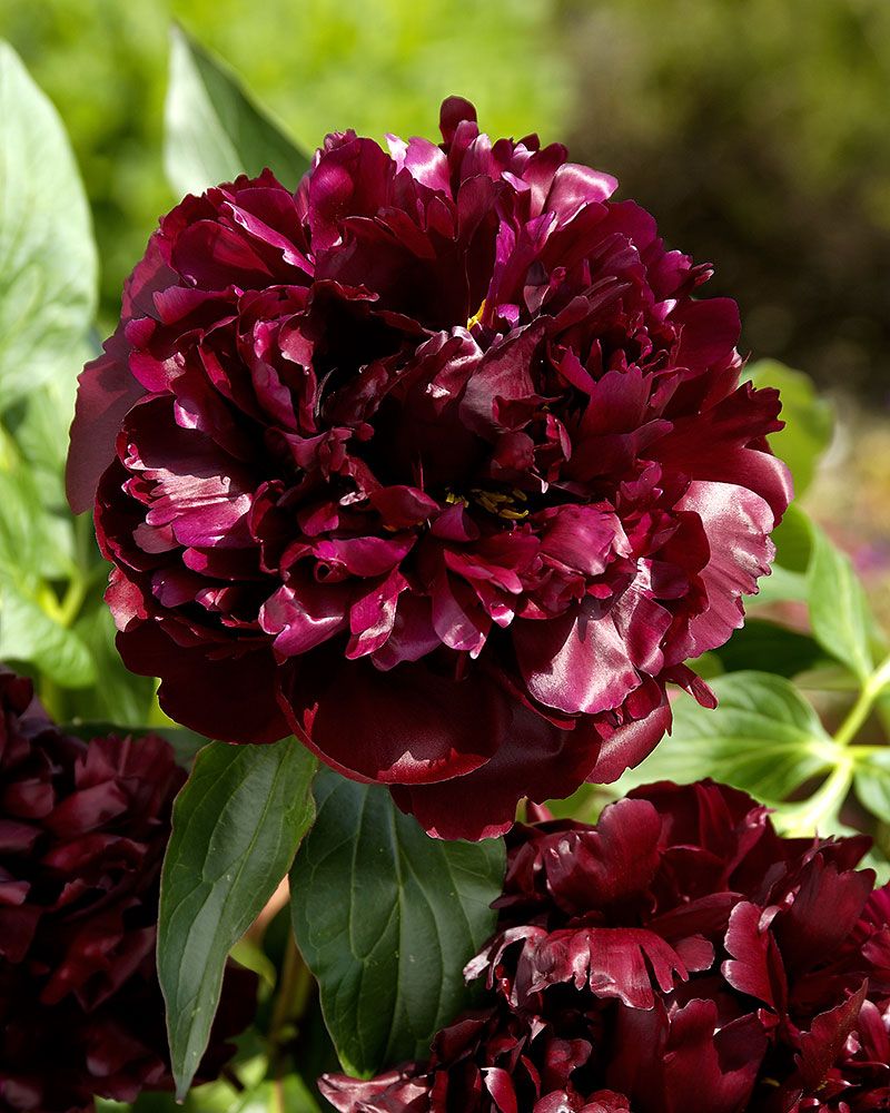 Kiinanpioni Black Beauty astiataimi