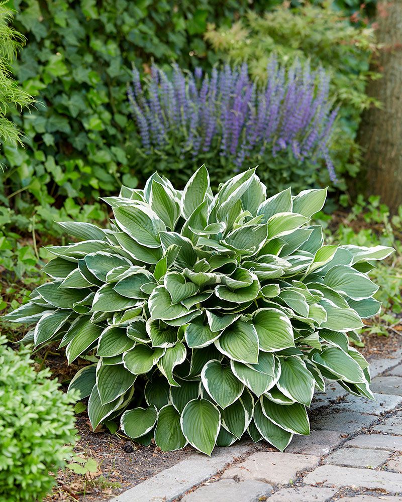 Kuunlilja Francee 5 kpl