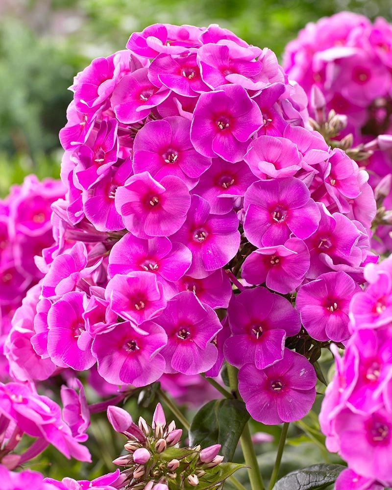 Pinkkiparatiisi-perennapenkki 27 kpl