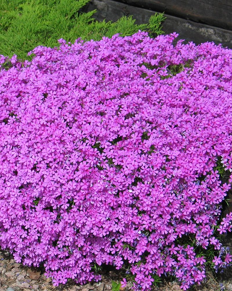 Kesäperhonen 2 -perennapenkki syyssipuleilla