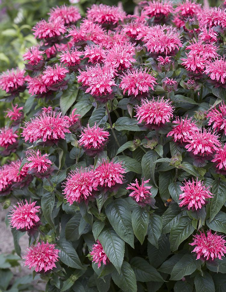 Pinkkiparatiisi 2 -perennapenkki 27 kpl
