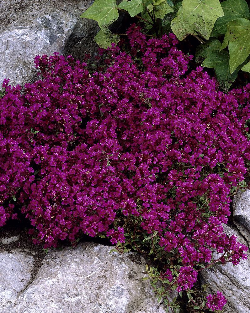 Ajuruoho Purple Beauty 6 kpl