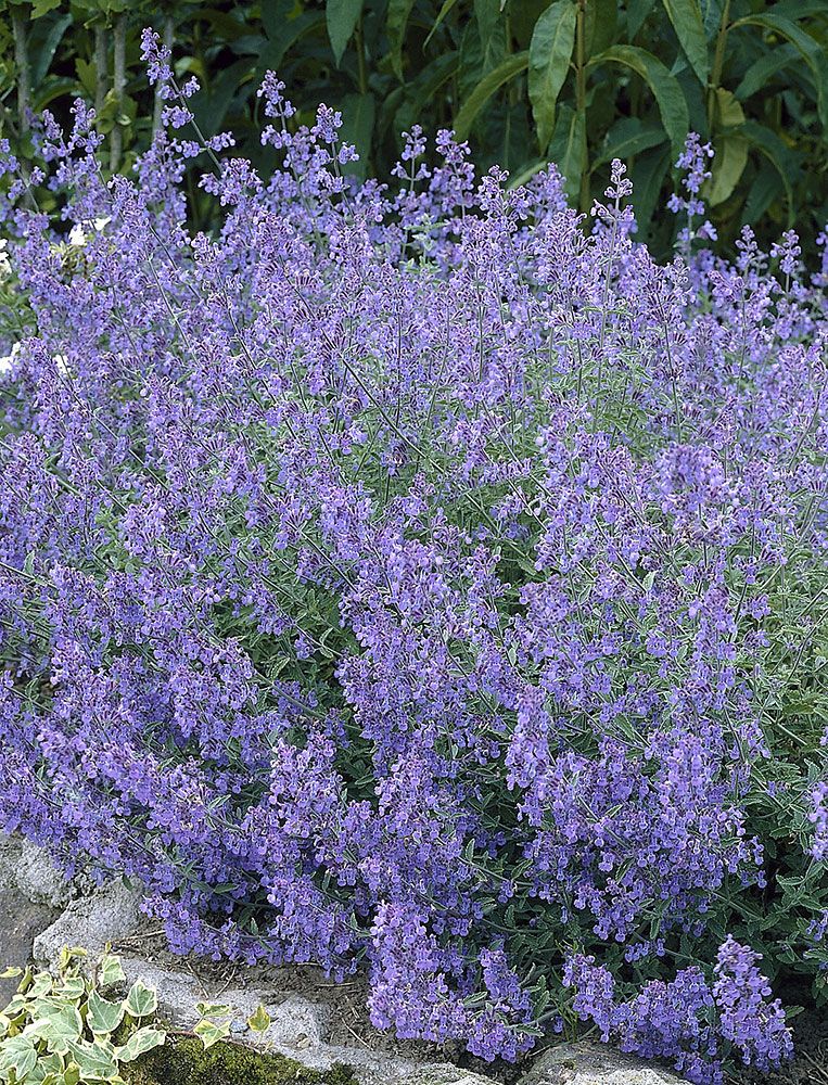 Kesäpörriäinen-perennapenkki 18 kpl