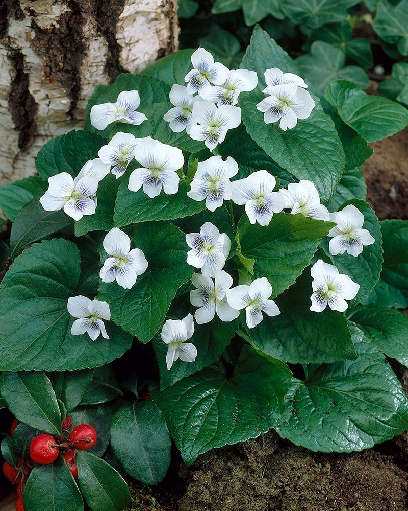 Perhosorvokki Albiflora 3 kpl