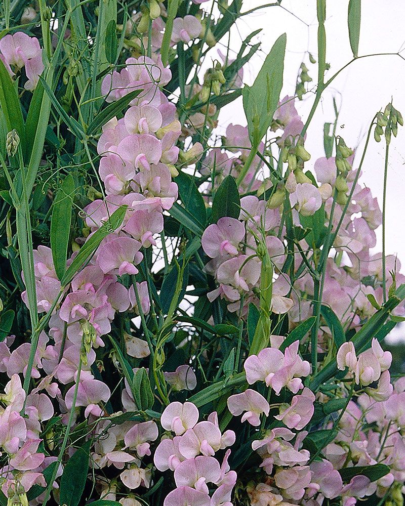 Ruusunätkelmä Pink Pearl 3 kpl