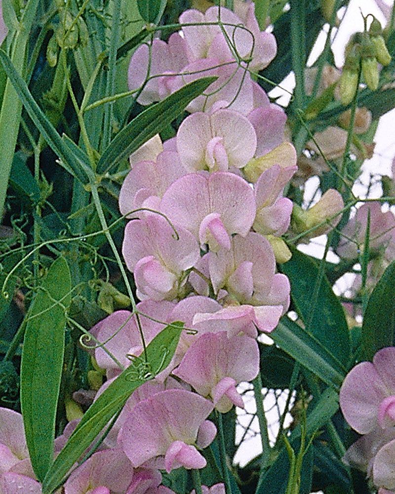 Ruusunätkelmä Pink Pearl 3 kpl