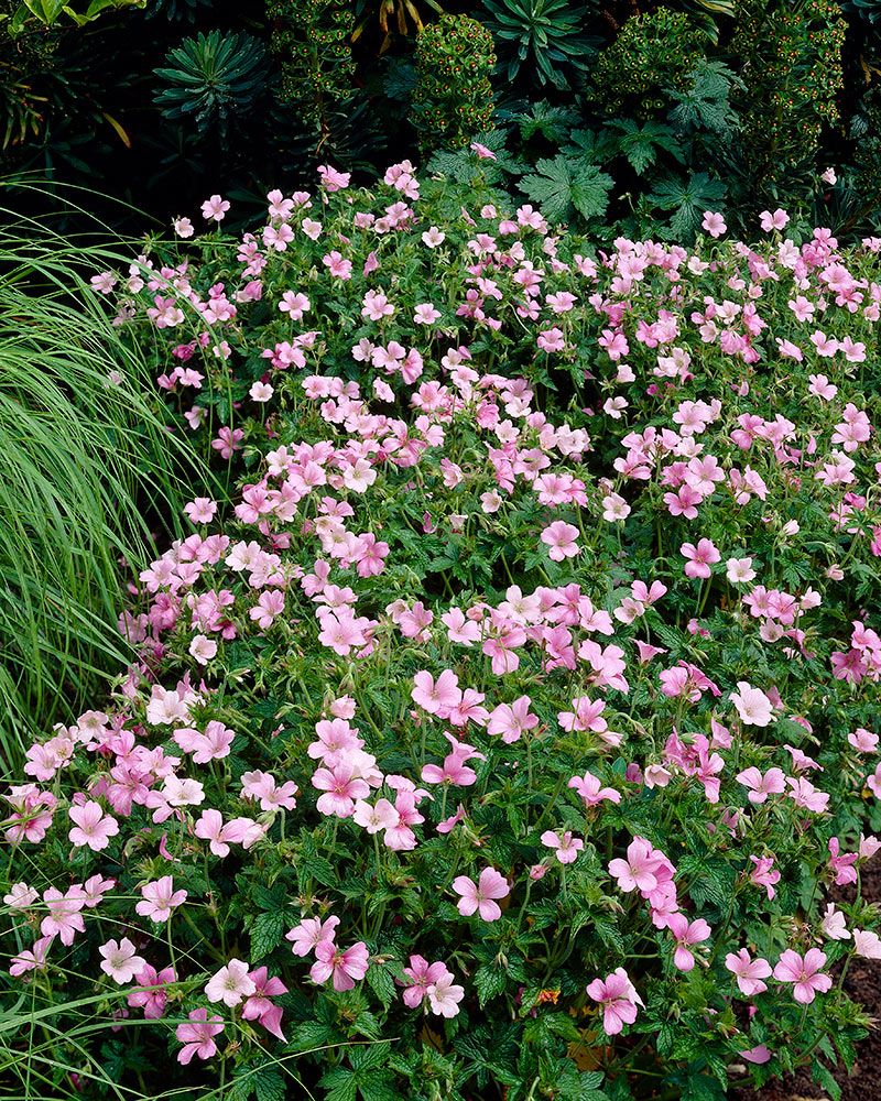 Espanjankurjenpolvi Wargrave Pink 3 kpl
