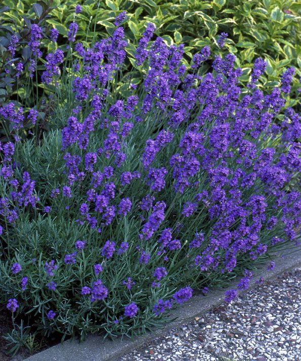 Tähkälaventeli Hidcote 3 kpl